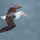 Helgoland Albatros