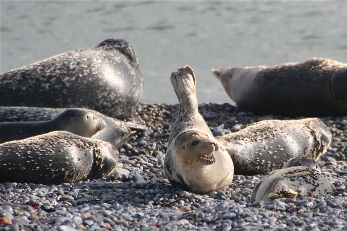 Helgoland: Auf der Düne (2)