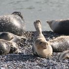 Helgoland: Auf der Düne (2)