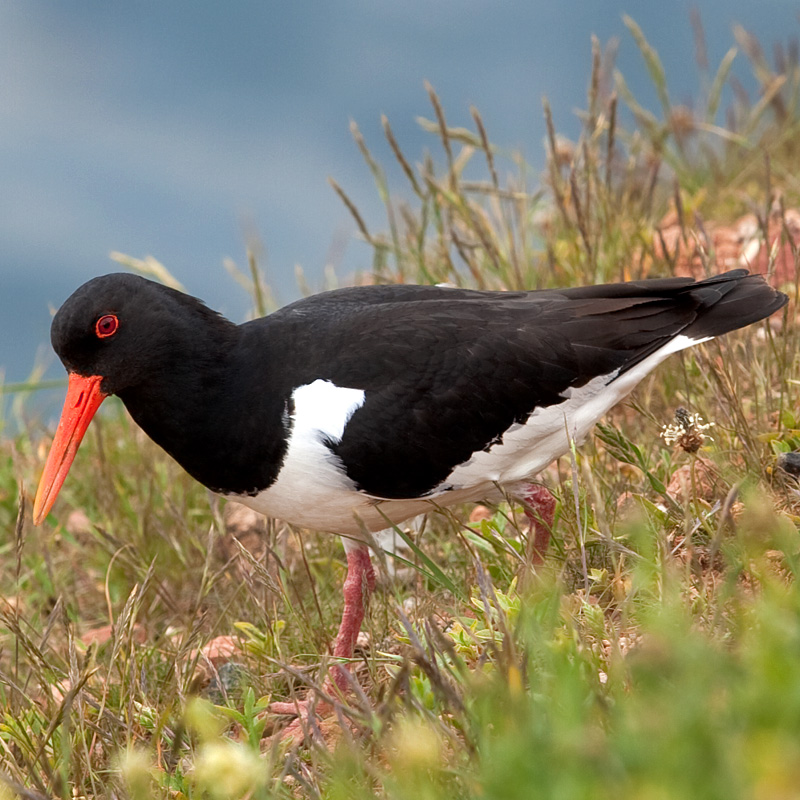 Helgoland - Austernfischer - Fotoworkshop Naturfotografie