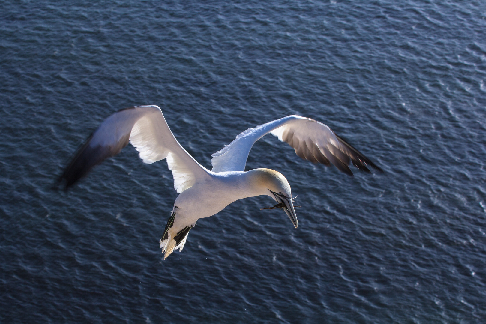 Helgoland