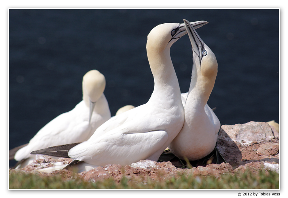 Helgoland - Basstölpel 02