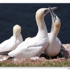 Helgoland - Basstölpel 02