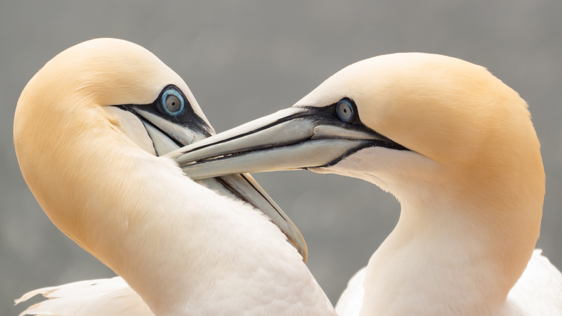 Helgoland Basstölpel 1