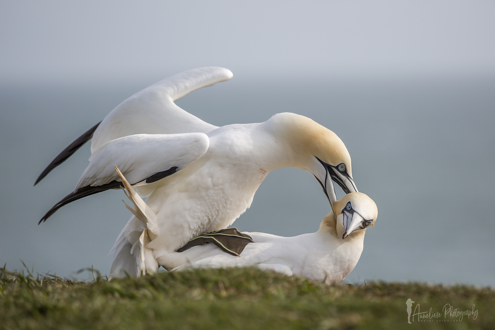 Helgoland - Basstölpel