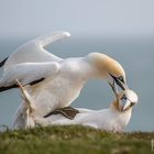 Helgoland - Basstölpel