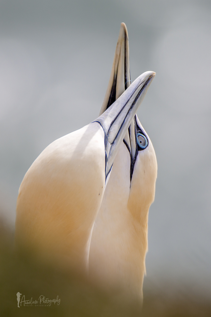 Helgoland - Basstölpel