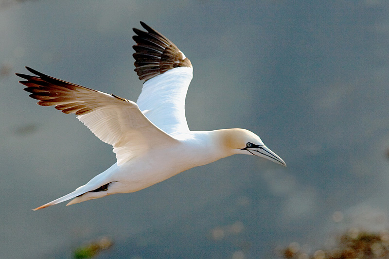 Helgoland - Basstölpel