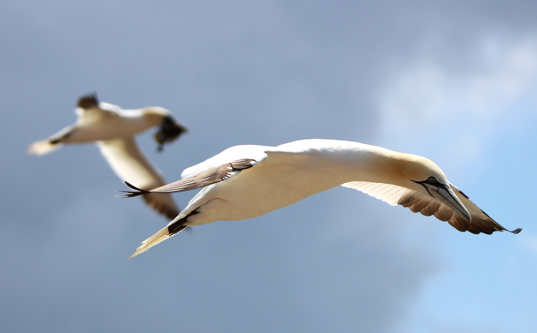 Helgoland Basstölpel