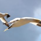 Helgoland Basstölpel