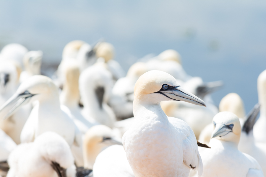 Helgoland Basstölpel