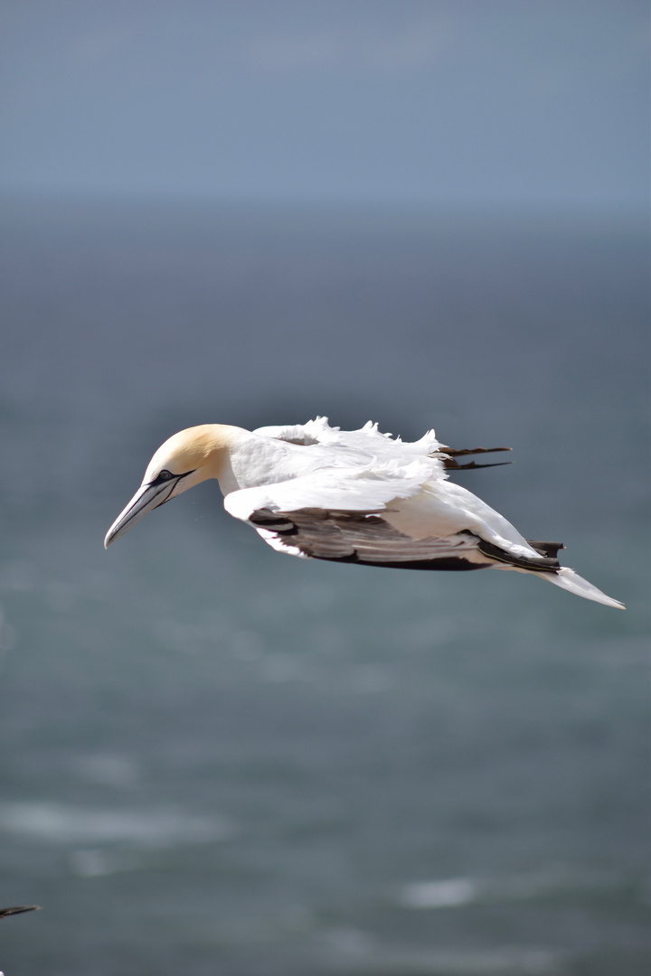 Helgoland, Basstölpel