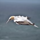 Helgoland, Basstölpel