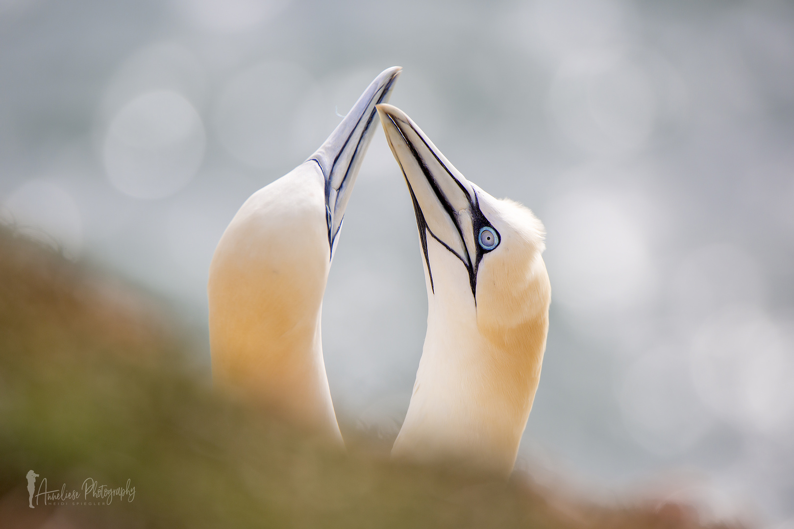 Helgoland - Basstölpel