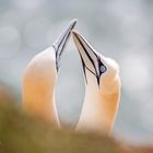 Helgoland - Basstölpel