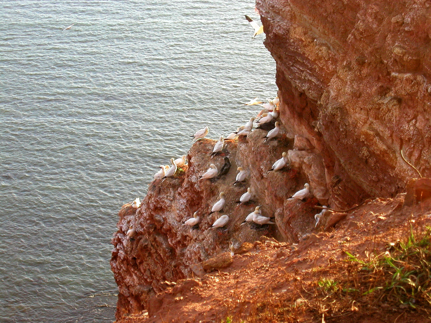 Helgoland - Basstölpel