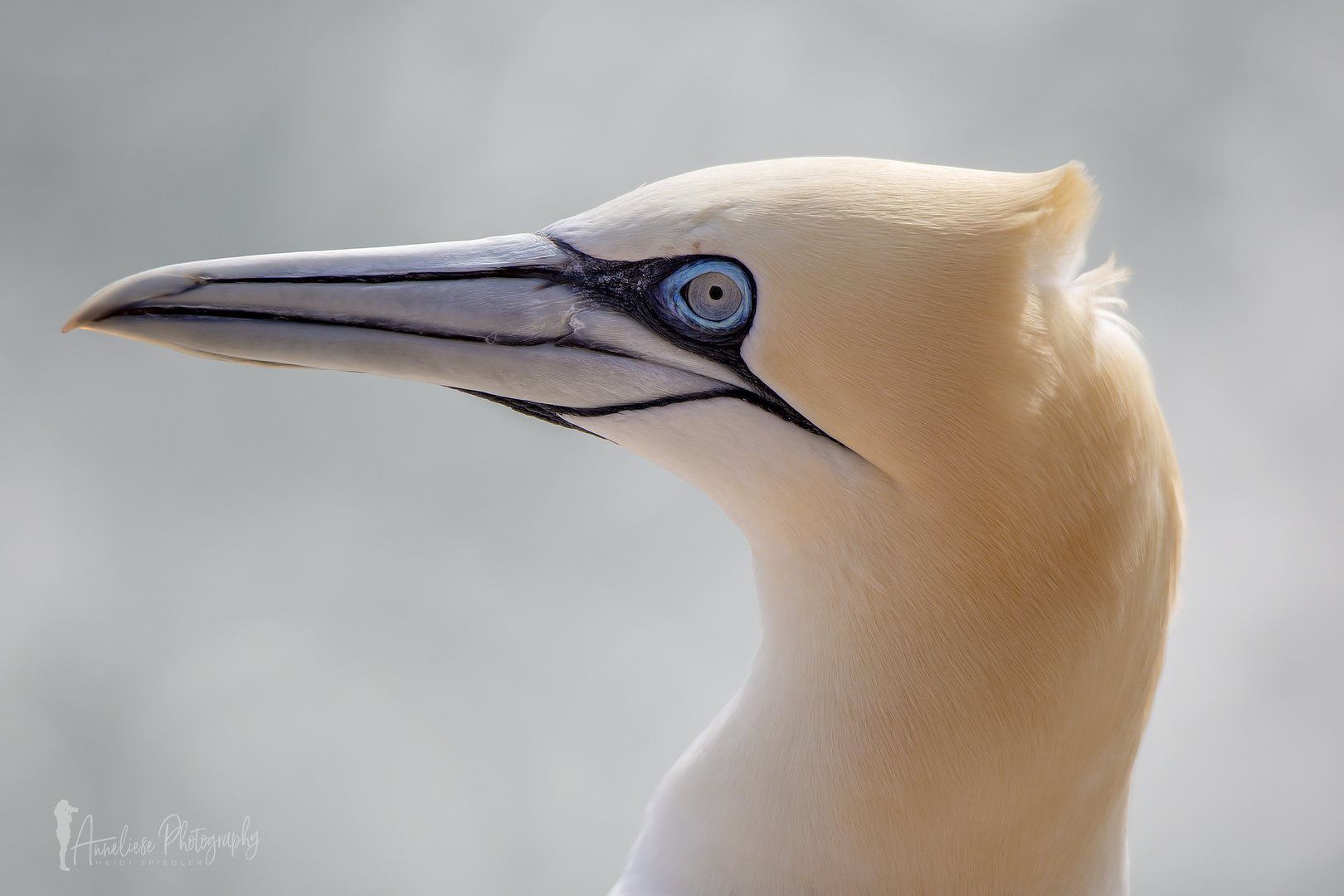 Helgoland - Basstölpel