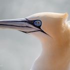 Helgoland - Basstölpel