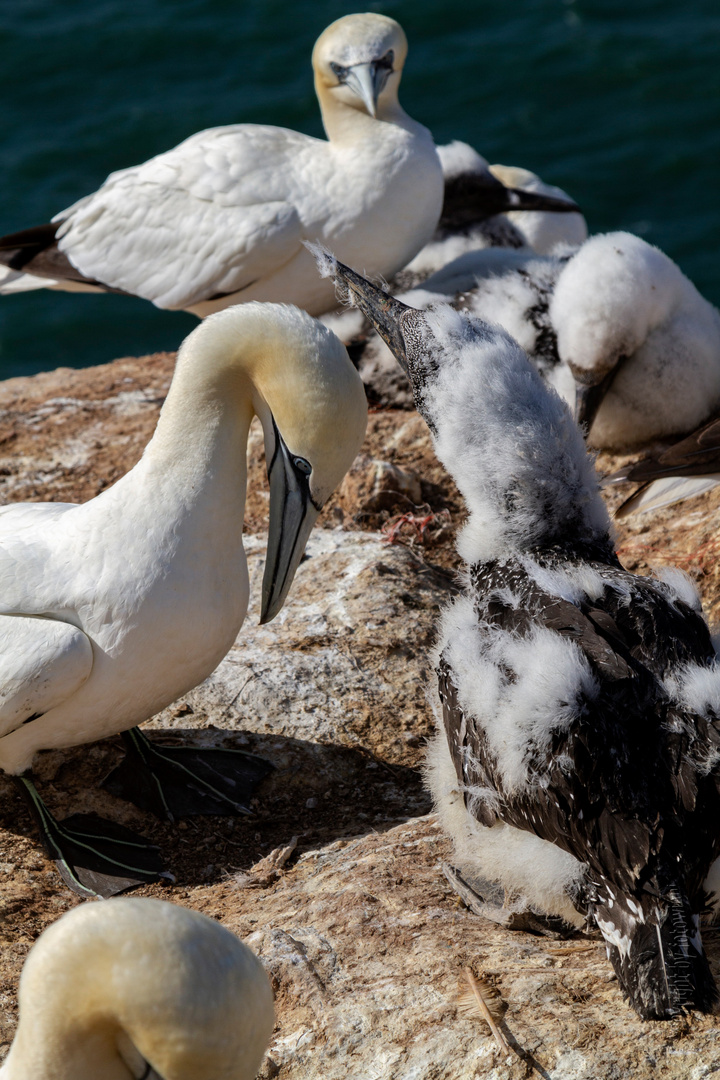 Helgoland - Basstölpel