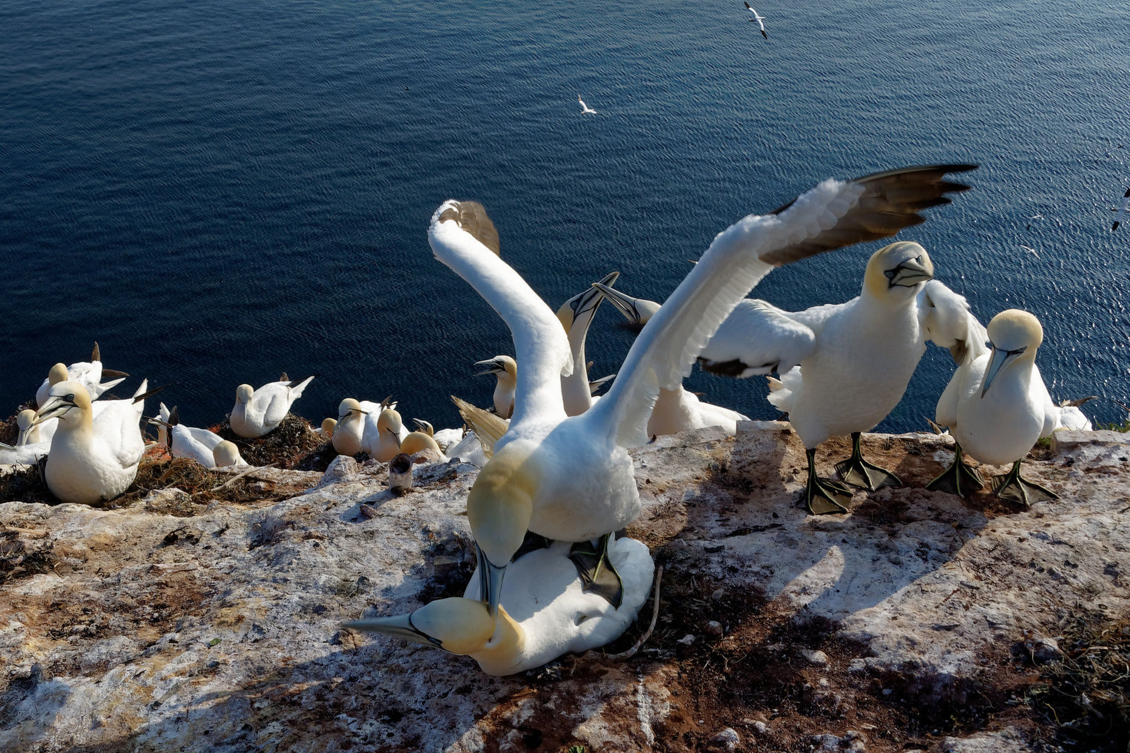 Helgoland: Basstölpel einander zugeneigt