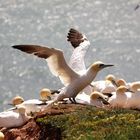 Helgoland Basstölpel gerade gelandet.