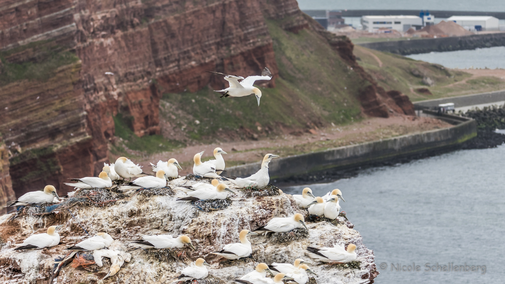 Helgoland - Basstölpel I