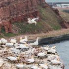 Helgoland - Basstölpel I