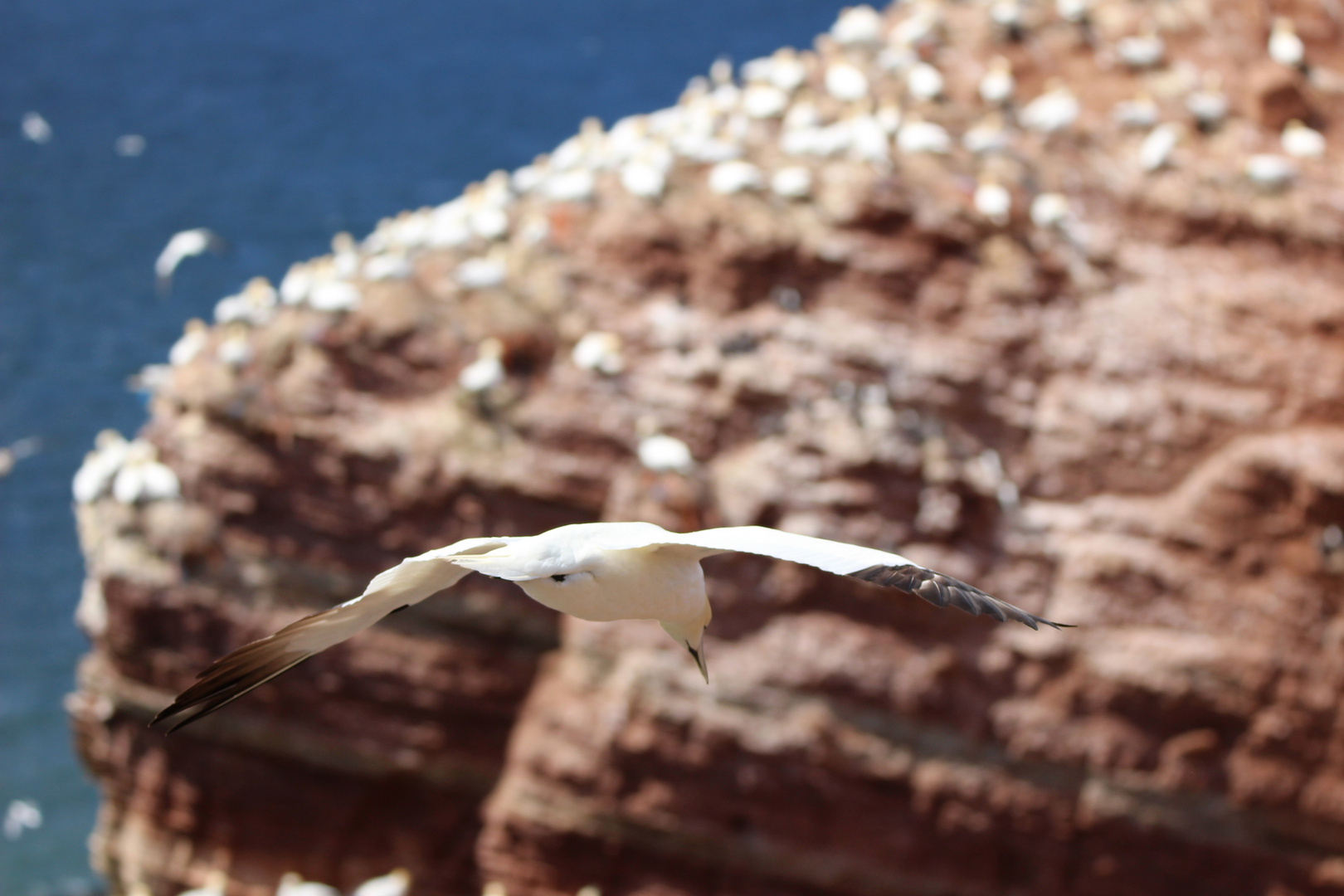 Helgoland Basstölpel im Anflug