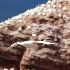 Helgoland Basstölpel im Anflug