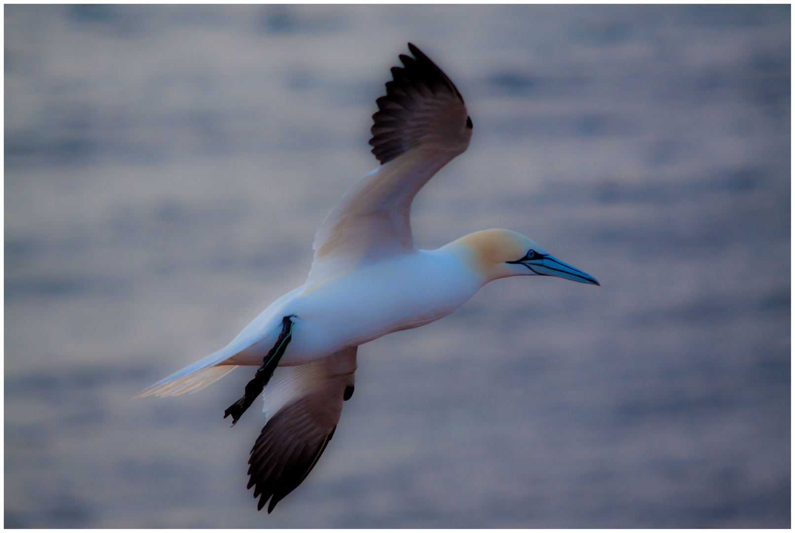 Helgoland - Basstölpel im Flug