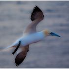 Helgoland - Basstölpel im Flug