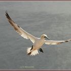 Helgoland Baßtölpel in der Luft