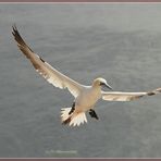 Helgoland Baßtölpel in der Luft