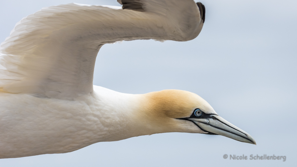 Helgoland - Basstölpel  IV