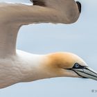 Helgoland - Basstölpel  IV