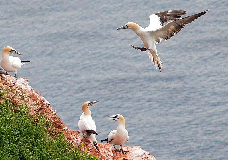 Helgoland - Basstölpel - Lummenfelsen