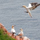 Helgoland - Basstölpel - Lummenfelsen