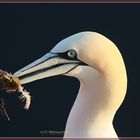 Helgoland Basstölpel mit Nistmaterial