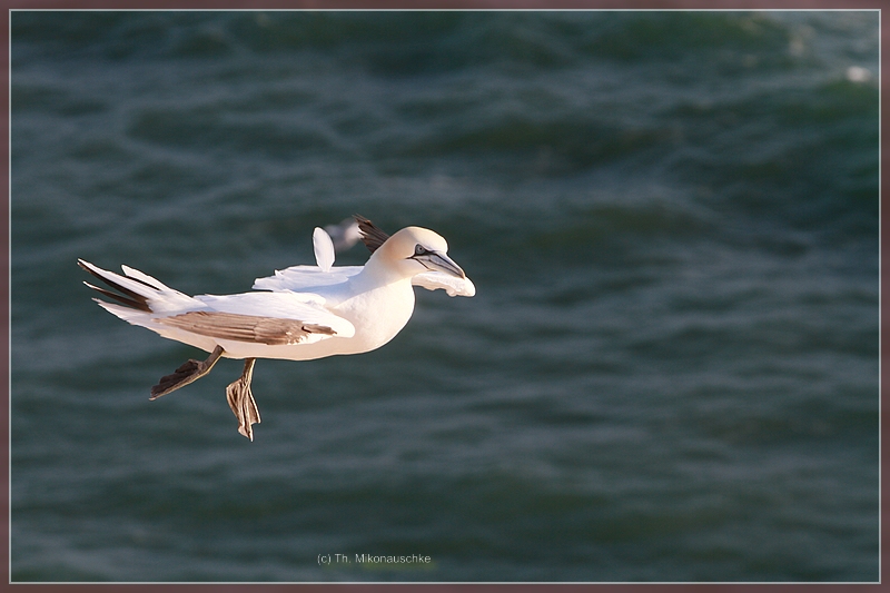 Helgoland Basstölpel steht in der Luft durch den Aufwind