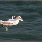 Helgoland Basstölpel steht in der Luft durch den Aufwind