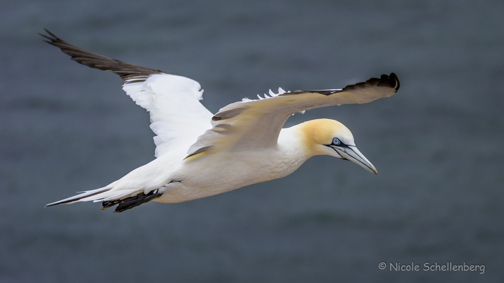 Helgoland - Basstölpel V