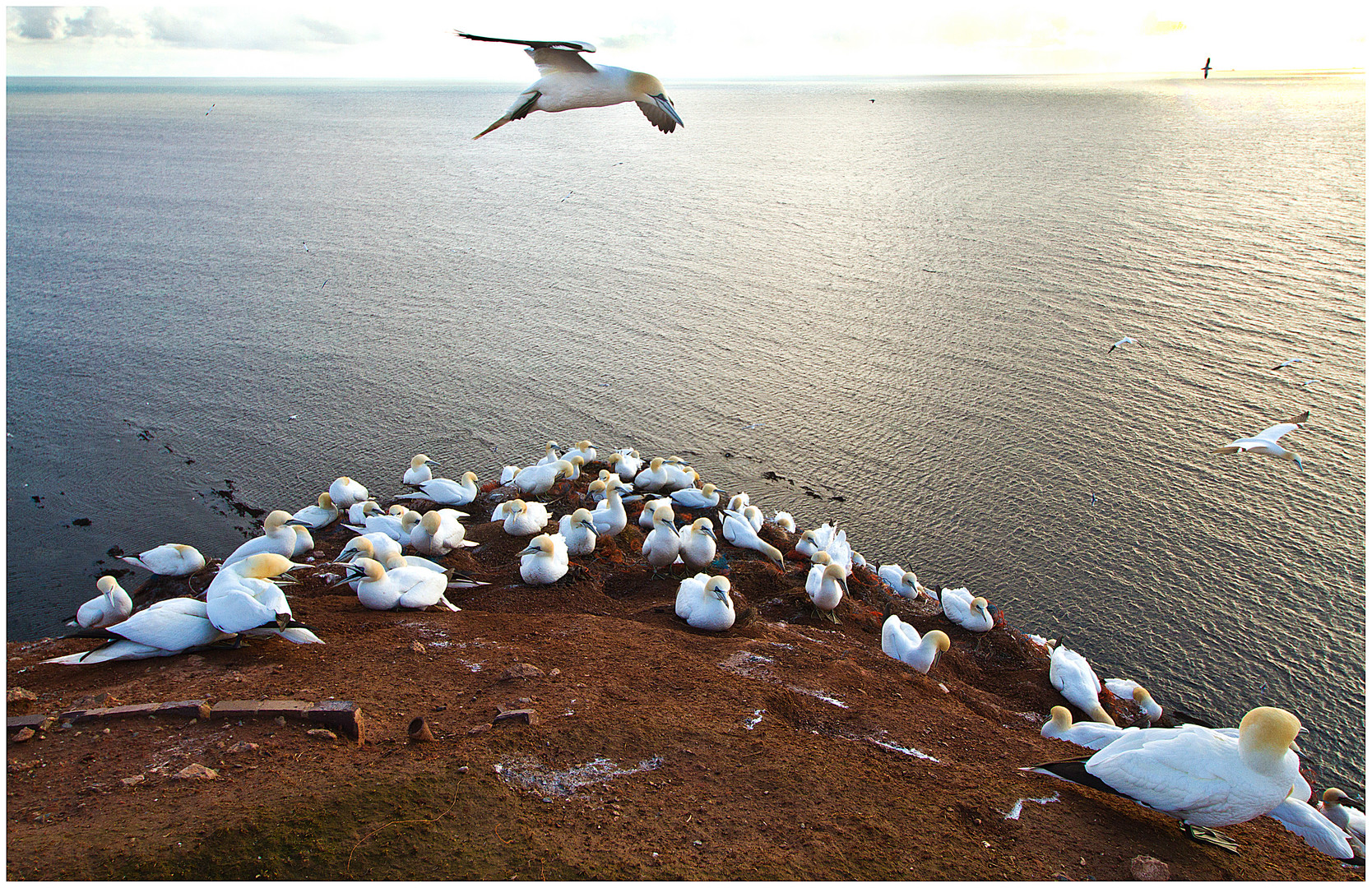 Helgoland - Basstölpelkolonie