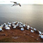 Helgoland - Basstölpelkolonie