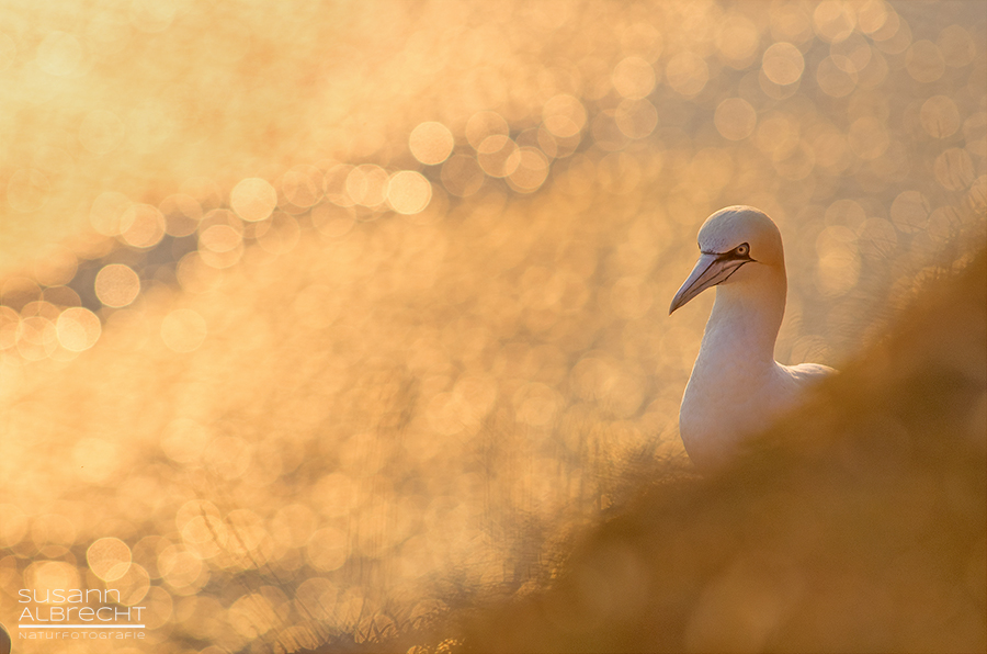 Helgoland bei Sonnenuntergang