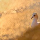 Helgoland bei Sonnenuntergang