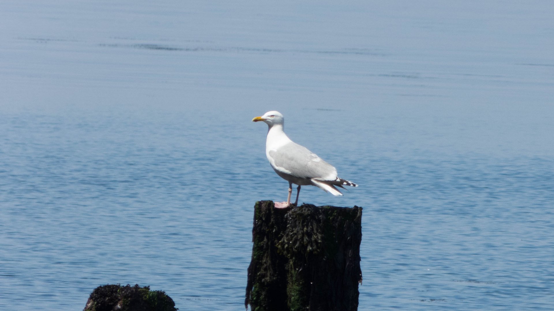 Helgoland