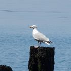 Helgoland