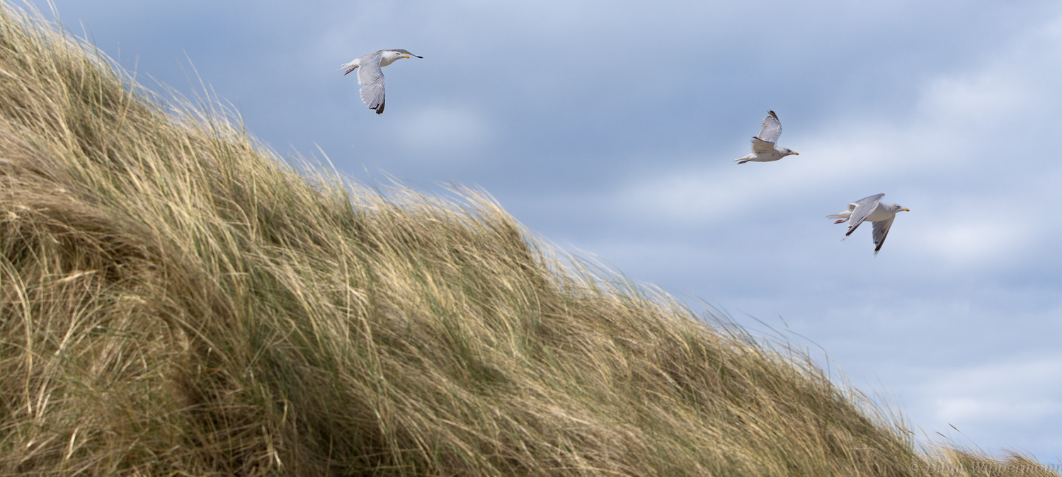 Helgoland 