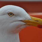 Helgoland