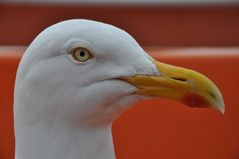 Helgoland